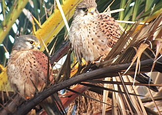 Birdwatching trip reports